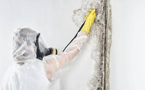 Environmental Consulting for Mold Prevention in Chester, NY